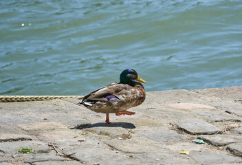 Un canard à une patte