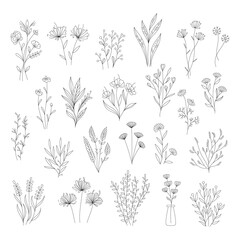 Herbal Collection. Editable line art monochrome Design. Set of linear floral designs, medicine flowers and plants. Vector illustration