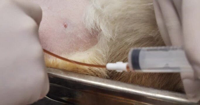 The veterinarian checks the fullness of the dog's bladder through urethral catheters. Treating a dog with a bladder infection. The veterinarian drains the dark urine through a catheter.