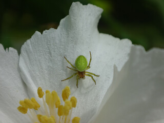 Green orb-weaver spider (Araniella cucurbitina sensu lato), also known as cucumber spider on a sweet mock orange flower