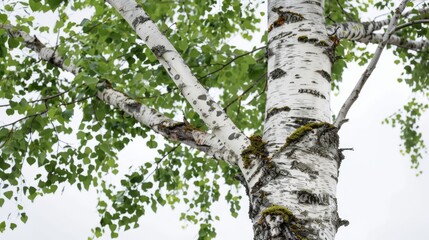 Obraz premium A stately birch tree with white bark and sparse green leaves