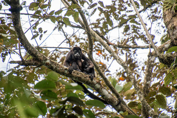 Mantled howler monkeys