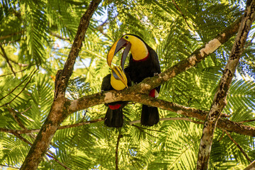Playful Toucans © jdmunacr