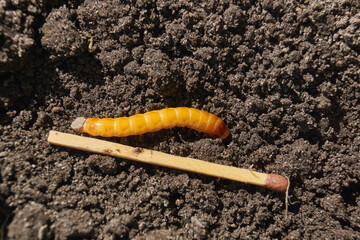 Wireworm on a garden plot. Wireworms are the larvae of all click beetles.