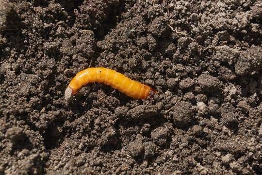 Wireworm on a garden plot. Wireworms are the larvae of all click beetles.