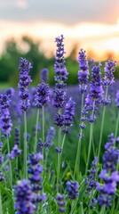 Obraz premium Beautiful lavender field with purple flowers in full bloom. AI.