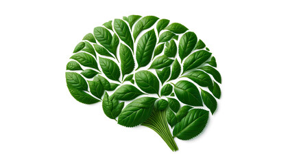 Fototapeta premium Fresh green leaves in a shape of human's brain isolated on white background