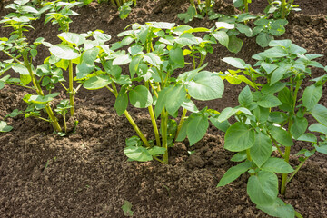 Potato bushes gently spudded before flowers appear
