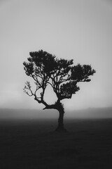 Lonely Tree in Fanal Forest