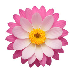pink and white flower isolated on transparent background, extracted, png file