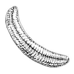 Banana whole without peeled. Vintage vector hatching black hand drawn illustration isolated on white background