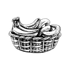 Branch fresh banana fruit in basket. Vintage vector hatching hand drawn illustration isolated on white background