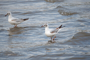 Obraz premium Very beautiful and majestic birds, gulls, with white coloring, brown tail and beak, walking on the water in summer.