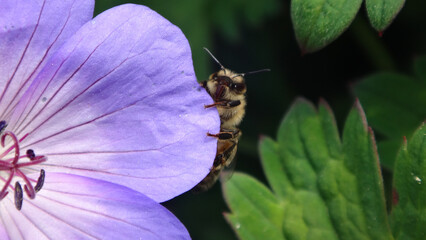 Honey bee (Apis mellifera) peaking from behind a purple geranium flower petal