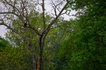 Bald eagles on the farm