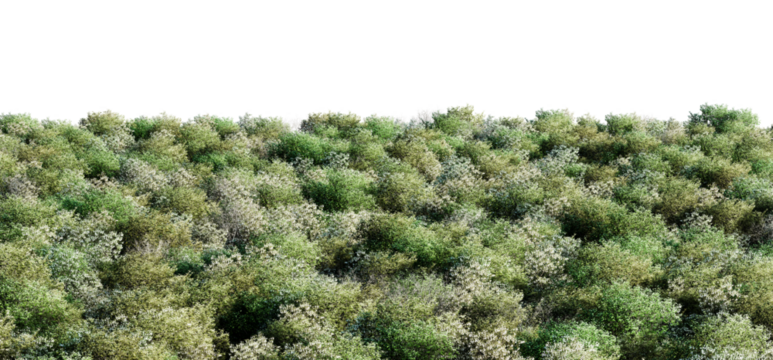 Green tree line with dense canopy isolated on transparent background