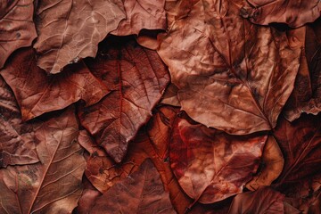 Close up view of fallen autumn leaves in a warm brown color, creating a natural and organic background for fall-themed designs