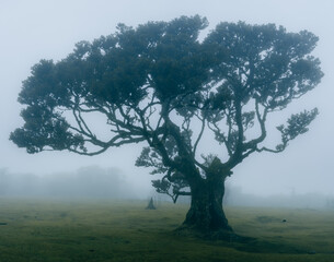Tree in Fanal Forest