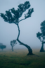 Tree in Fanal Forest