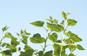 sunflower grows upwards