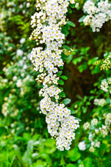 Spiraea cantoniensis - Bush plant with small white flowers in inflorescences in the spring