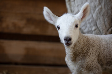 Fototapeta premium Close up portrait of a 4 day old baby lamb. He is standing in front of his mom and is looking directly at the camera. 
