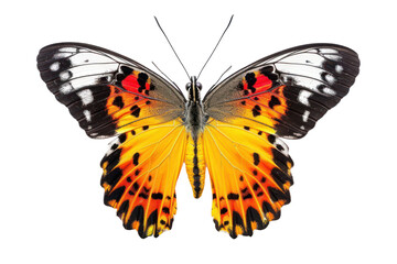 Obraz premium Beautiful Wing Optics Butterfly Isolated on Transparent Background