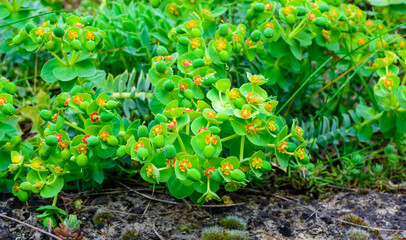 Yellow-green flowers of ornamental garden Euphorbia