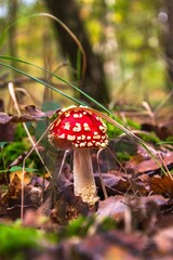 amanita muscaria mushroom