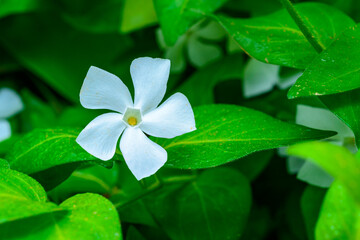 Vinca minor - A groundcover plant with white asymmetric petals in a flower
