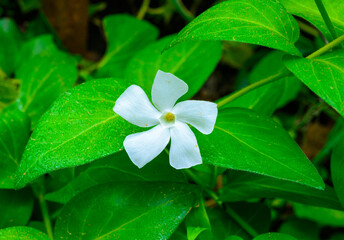 Vinca minor - A groundcover plant with white asymmetric petals in a flower