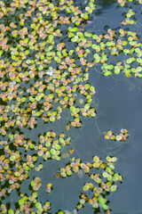 Lemna minor - the common duckweed or lesser duckweed