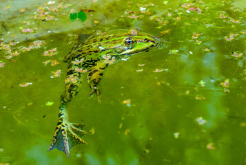 The marsh frog (Pelophylax ridibundus), frog in water