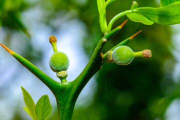 The green fruit of the Poncirus citrus plant on the bush