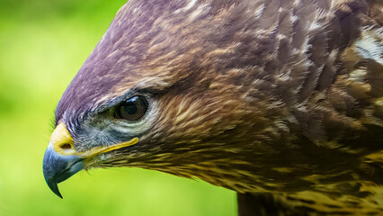Mäusebussard