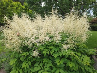 Weißblühende Staude im Garten