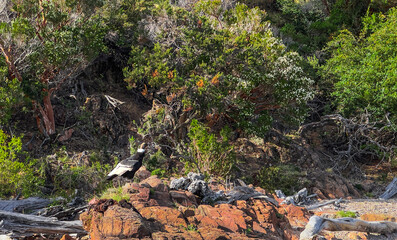 Andean condor posing in General Carrera Lake