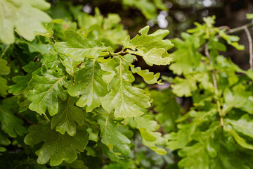 Pedunculate oak green leaves with rain drops in early summer, selected focus.