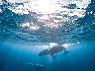 Fototapeta premium Humpback Whale
