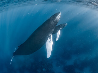 Humpback Whale Mother and Calf © Dominik Plieseis 