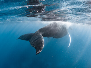 Humpback Whale Tail