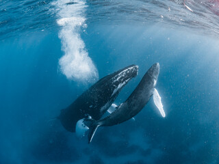 Obraz premium Humpback Whale Mother and Calf