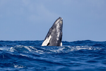 Humpback Whale breaching