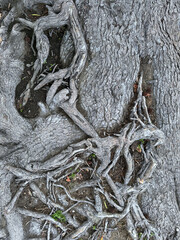 entangled tree roots in the gnarled ground