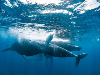 Humpback Whale Mother and Calf
