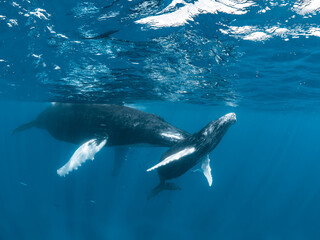 Fototapeta premium Humpback Whale Mother and Calf