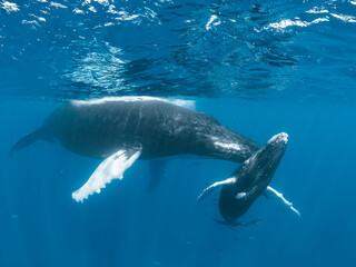 Fototapeta premium Humpback Whale Mother and Calf