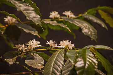 Coffee Flowers 15896