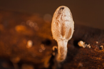 Young fragile dapperling (Leucocoprinus fragilissimus) cap 15892