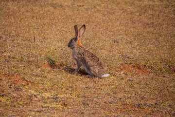 Scrub Hare (Lepus saxatilis) 15808